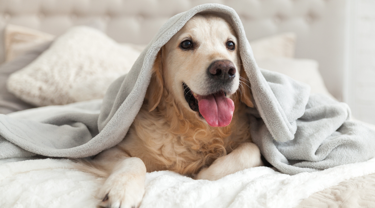 Hotel Special Pets | Professores associados garantem 20% de desconto na hora de cuidar do seu pet